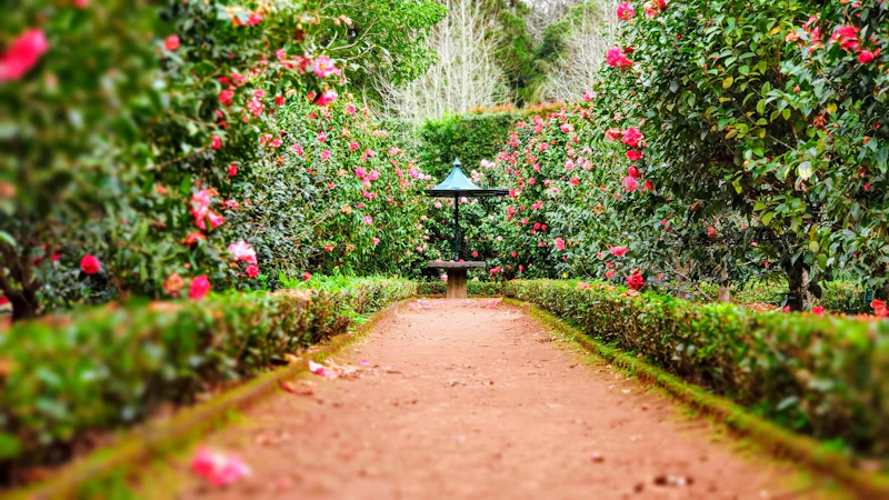 Caminho de terra entre canteiros floridos